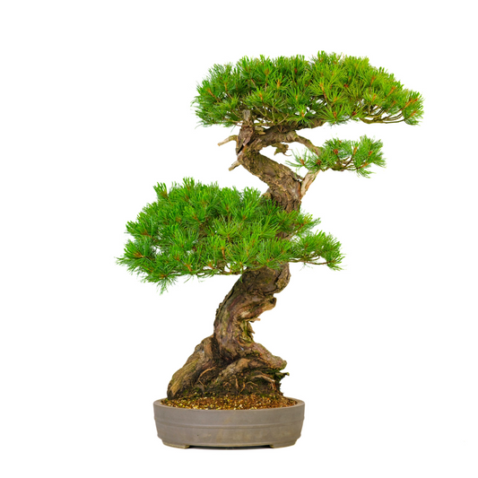 Pinus parviflora (pino bianco giapponese) n. 72, altezza ~82 cm