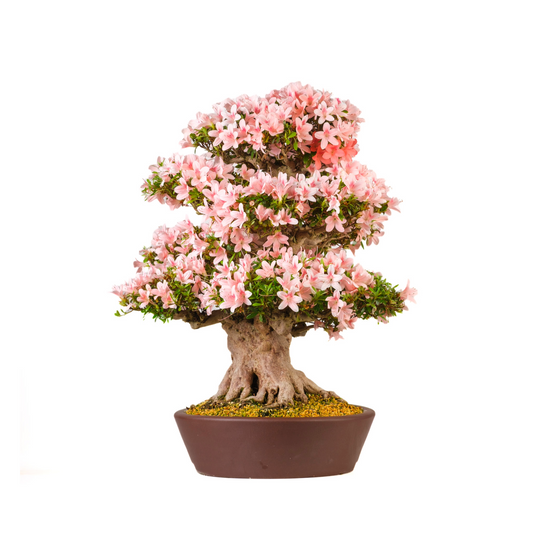 Rhododendron indicum 'Nyohozan' (Azalea) N. 94, altezza ~75cm