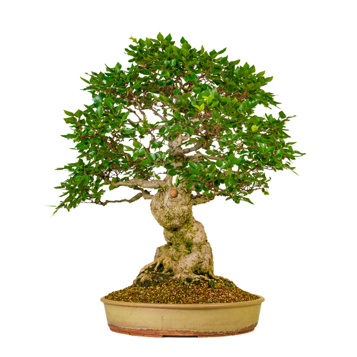 Carpinus coreana (Carpino coreano) N. 38, altezza ~80cm