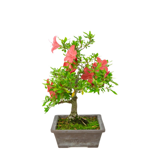 Rhododendron indicum (azalea satsuki), altezza ~40cm