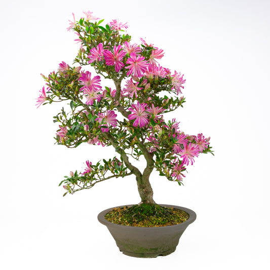 Rhododendron indicum 'Hanabin' (azalea satsuki), altezza ~60cm