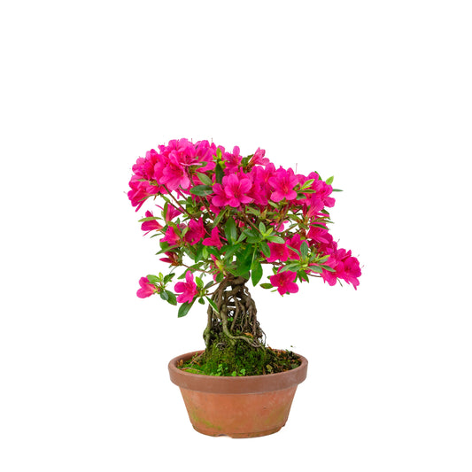 Rhododendron indicum (azalea satsuki), altezza ~38cm