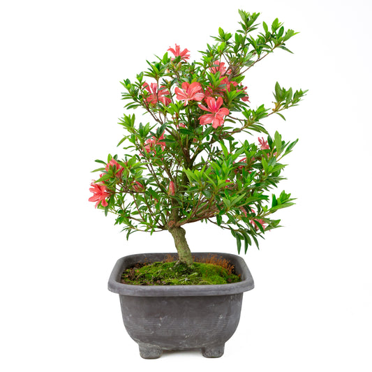Rhododendron indicum 'Tateyama no Mai' (azalea satsuki), altezza ~51cm
