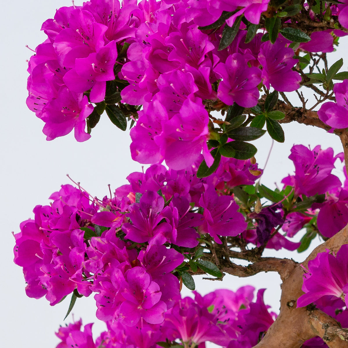 Rhododendron indicum 'Hoshi no Kagayaki' (azalea satsuki), altezza ~58 cm