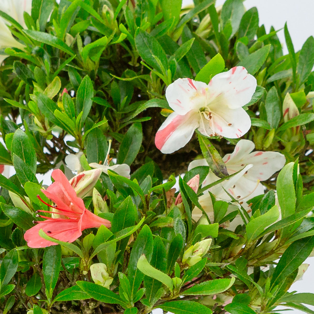 Rhododendron indicum 'Matsuna' (azalea satsuki), altezza ~34cm