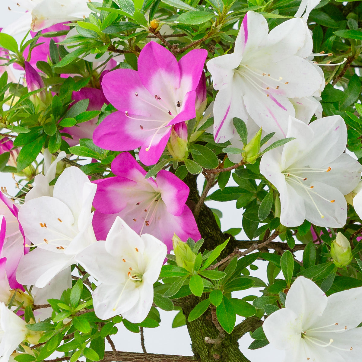 Rhododendron indicum 'Ruka' (azalea satsuki), altezza ~43cm