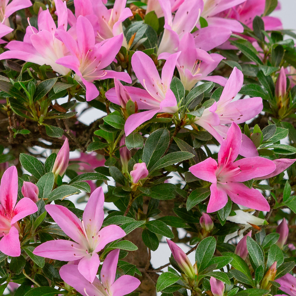Rhododendron indicum (azalea satsuki), altezza ~50cm