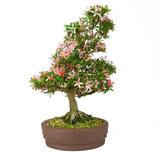 Rhododendron indicum 'Suchi no Kirameki' (azalea satsuki), altezza ~56cm