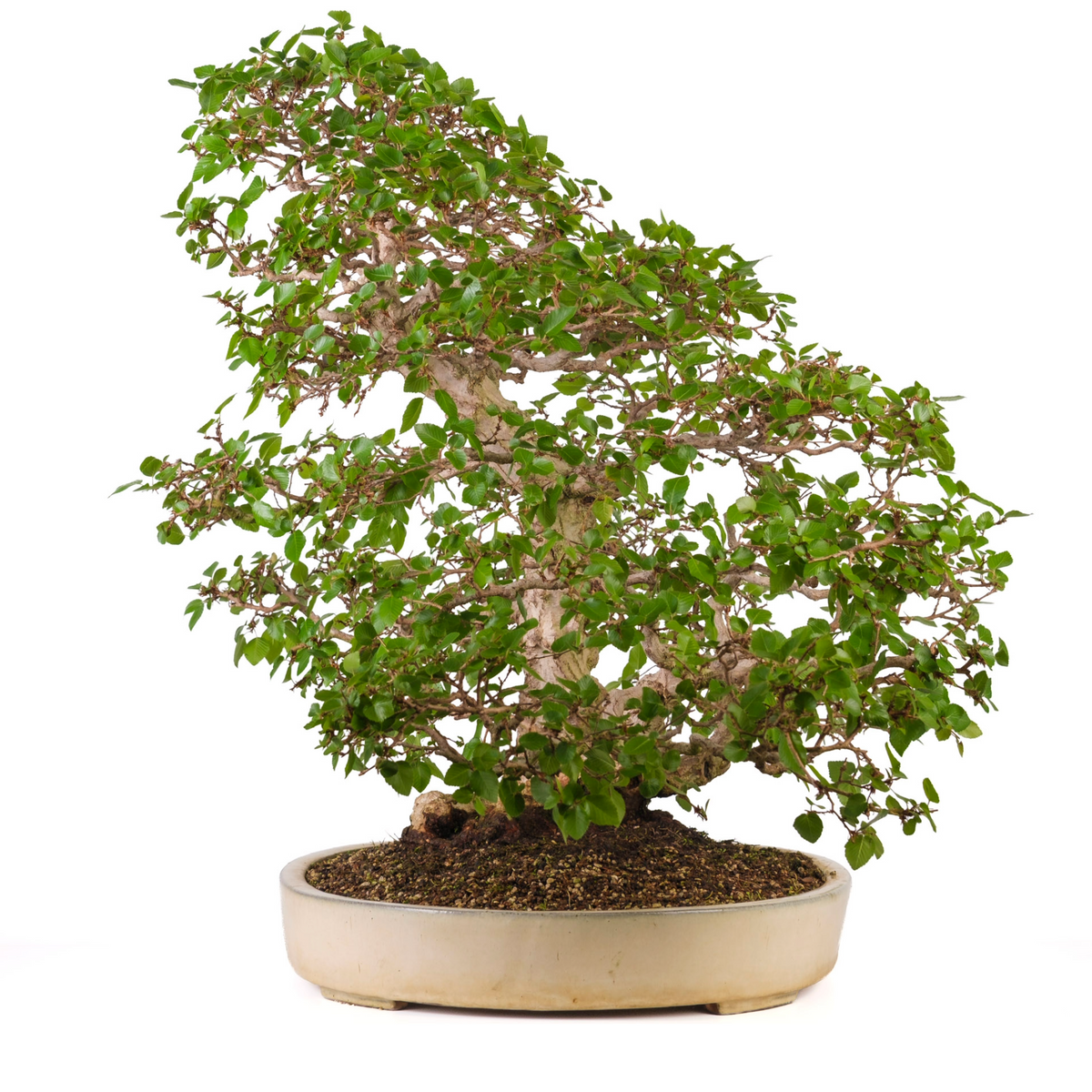 Carpinus coreana (carpino coreano), altezza ~72cm