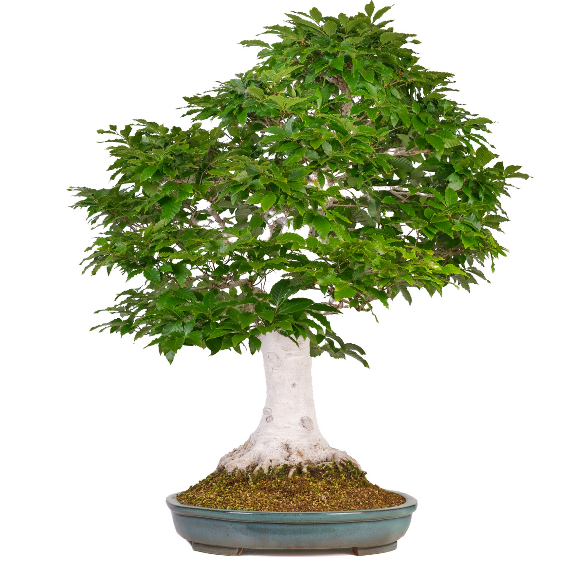 Fagus crenata (faggio giapponese) n. 120, altezza ~105 cm
