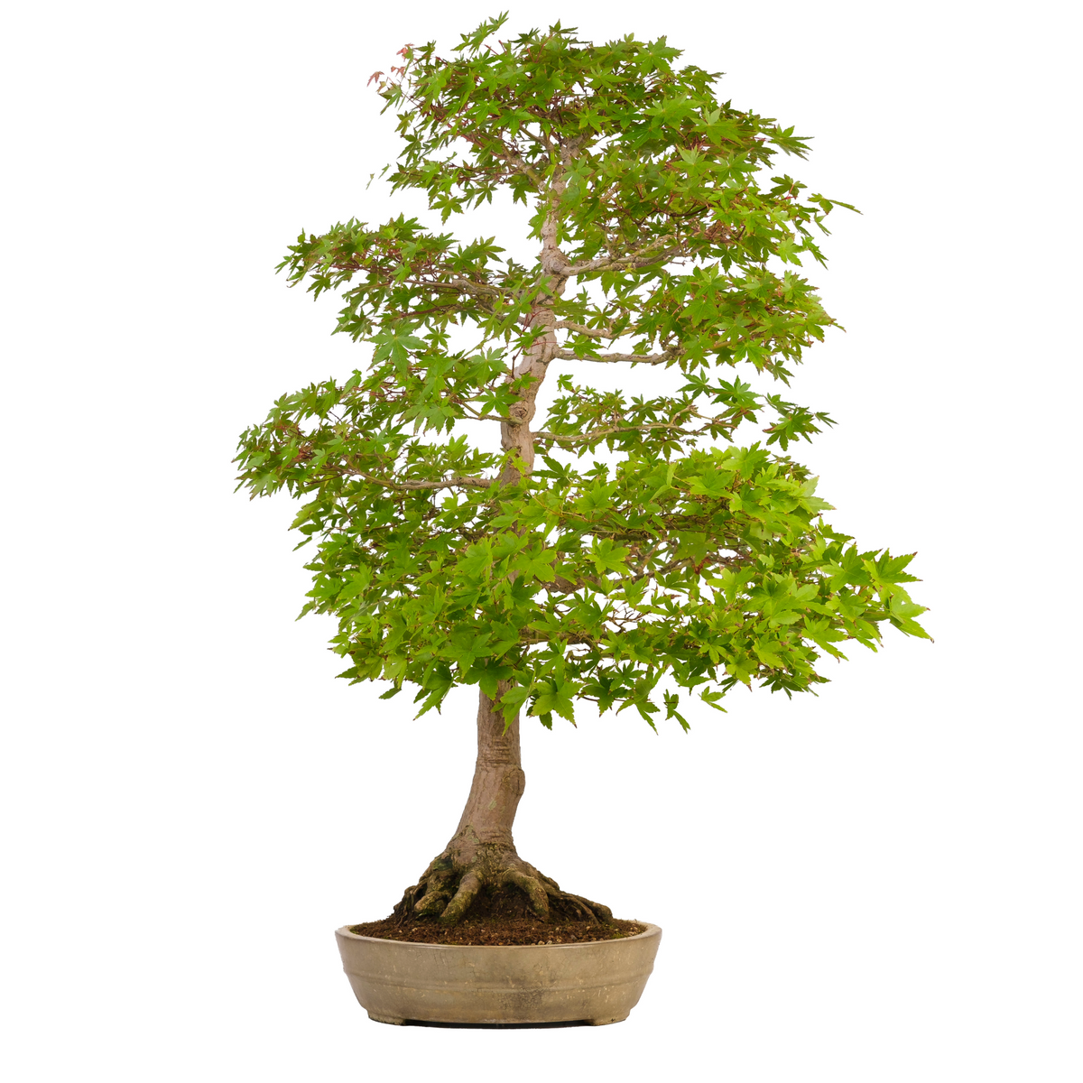 Acer palmatum (acero giapponese) n. 39, altezza ~90 cm