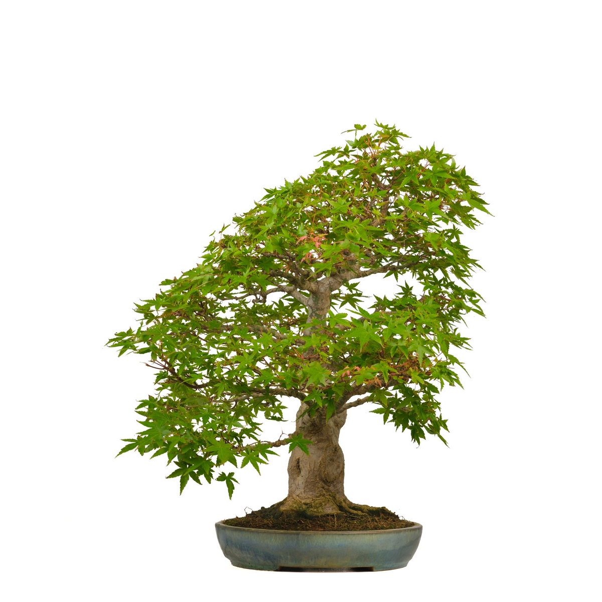 Acer palmatum (Acero giapponese) n. 54, altezza ~65cm