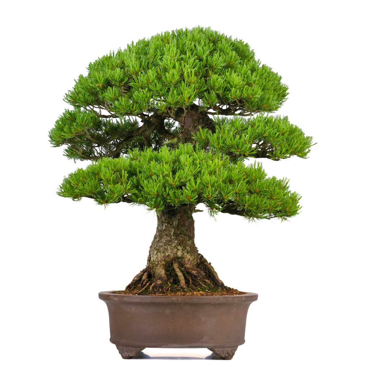 Pinus parviflora (pino bianco giapponese) n. 3, altezza ~80cm