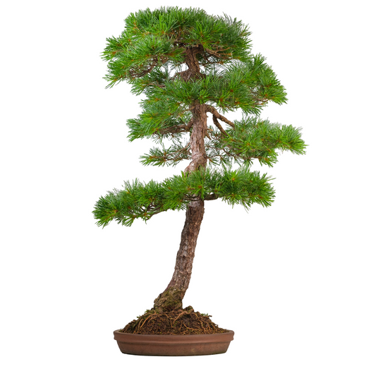 Pinus thunbergii (pino nero giapponese) n. 51, altezza ~112 cm