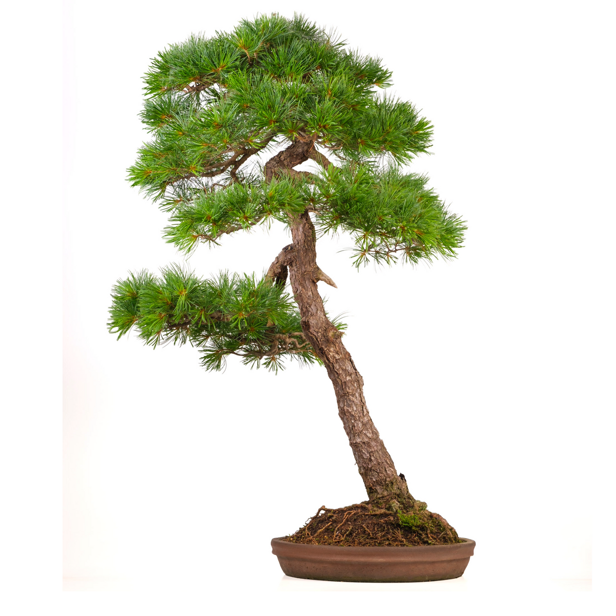 Pinus thunbergii (pino nero giapponese) n. 51, altezza ~112 cm
