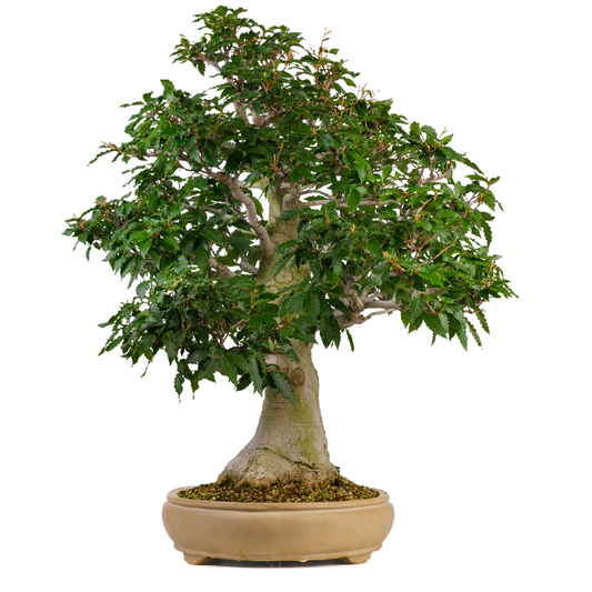 Fagus crenata (faggio giapponese) n. 117, altezza ~95 cm