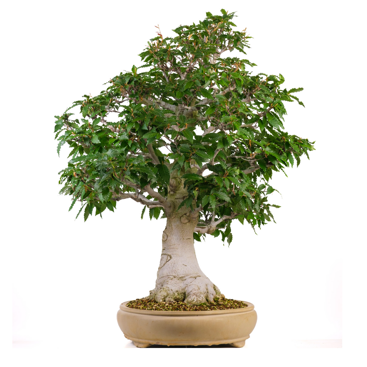 Fagus crenata (faggio giapponese) n. 117, altezza ~95 cm