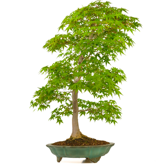 Acer palmatum (Acero giapponese) n. 43, altezza ~82 cm