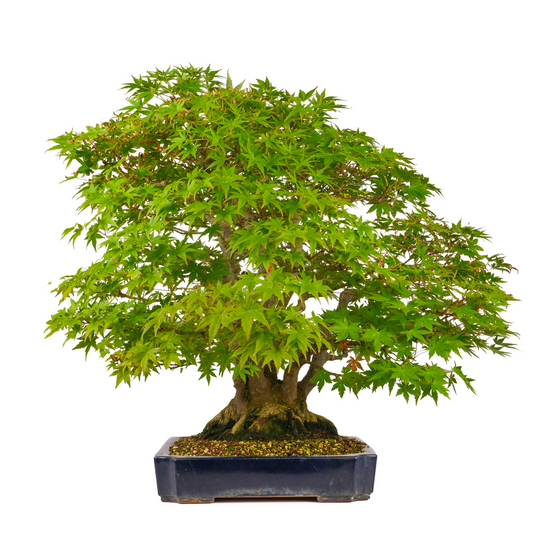 Acer palmatum (acero giapponese) n. 17, altezza ~66 cm