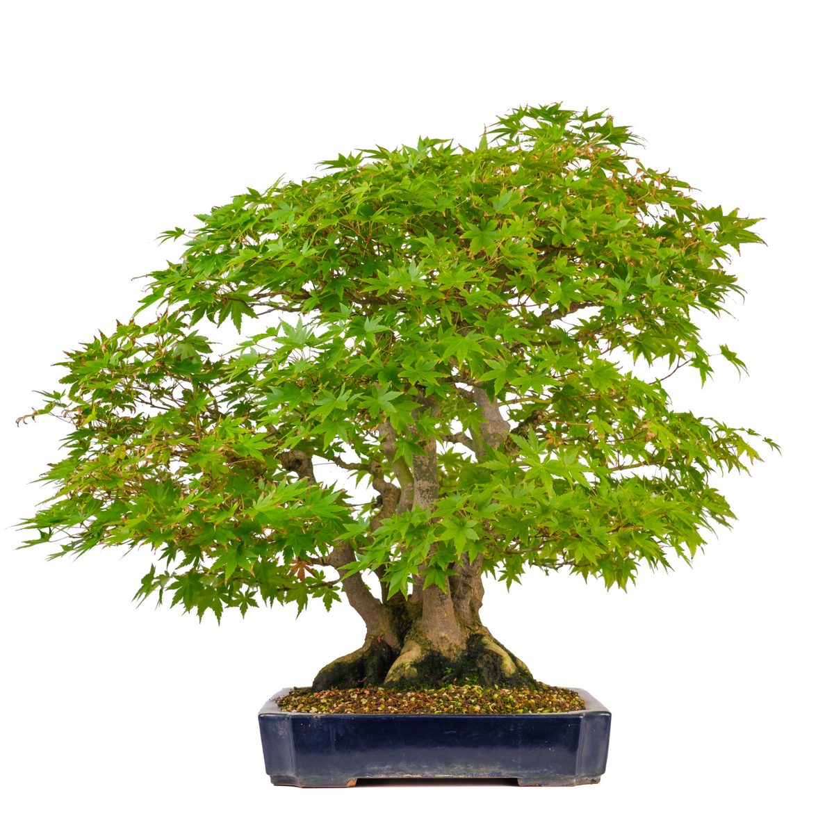 Acer palmatum (acero giapponese) n. 17, altezza ~66 cm