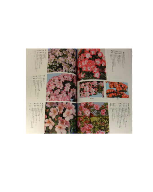 2020 Satsuki catalogus