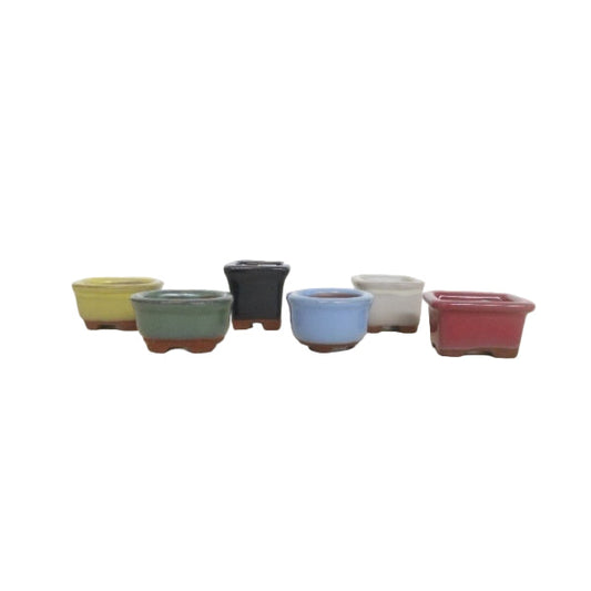 Bonsai pot mame mini mix (5)