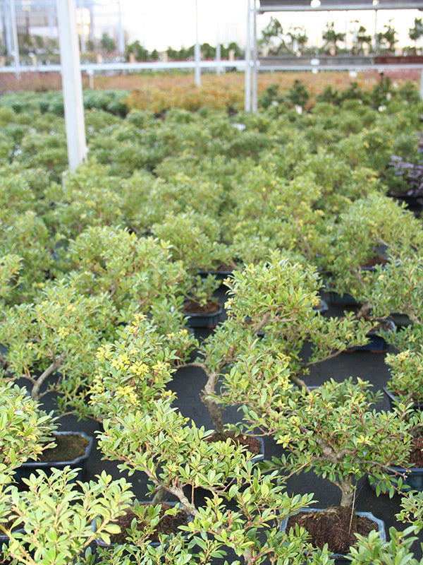 Buiten Bonsai Ilex crenata blauwe rechthoekige pot 15cm, hoogte ~ 24cm