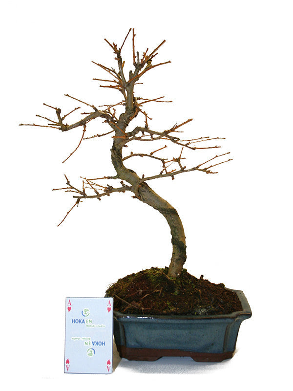 Buiten Bonsai Pseudolarix amabilis shape blauwe rechthoekige pot 15cm, hoogte ~35cm