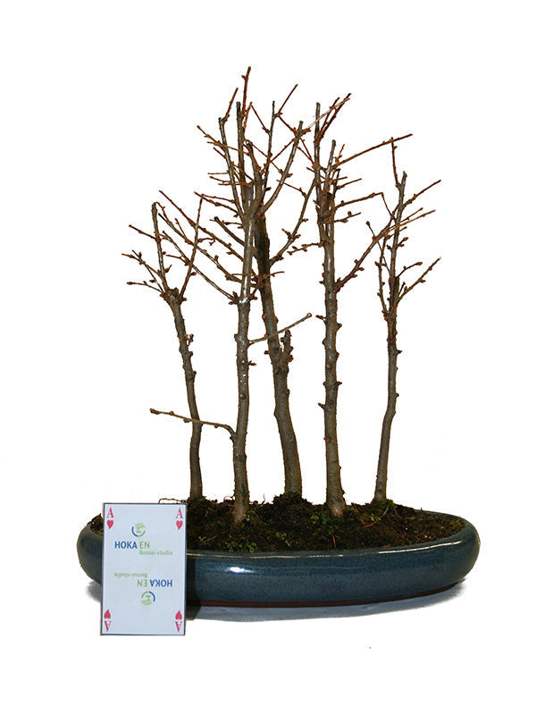 Buiten Bonsai Pseudolarix amabilis bos blauwe ovale pot 29cm