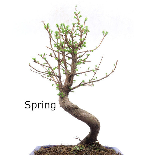 Buiten Bonsai Metasequoia blauwe rechthoekige pot 20cm, hoogte 40cm