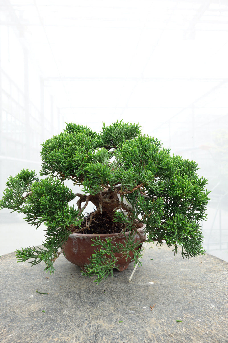 Buiten Bonsai Juniperus chinensis ongeglazuurde ronde pot 15cm, hoogte ~20cm