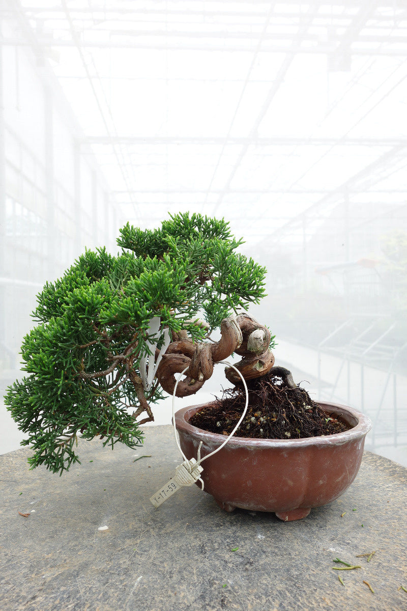 Buiten Bonsai Juniperus chinensis ongeglazuurde ronde pot 15cm, hoogte ~20cm