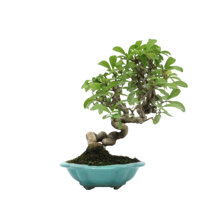 Shohin Buiten Bonsai Ligustrum obtusifolium blauwe pot 17cm, hoogte 25cm