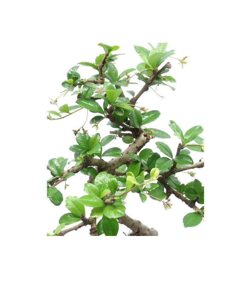Binnen Bonsai Carmona macrophylla shape groene rechthoekige pot 15cm, hoogte ~30cm