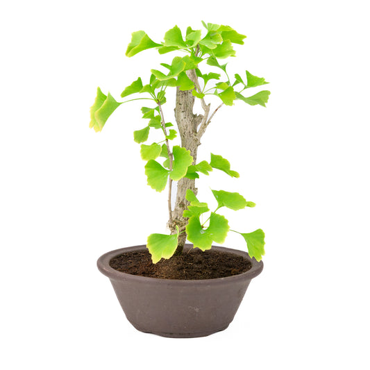 Ginkgo biloba bruine ronde pot 25cm, hoogte ~46cm