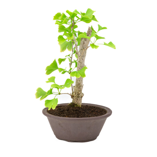 Ginkgo biloba in vaso rotondo marrone 25cm, altezza ~46cm