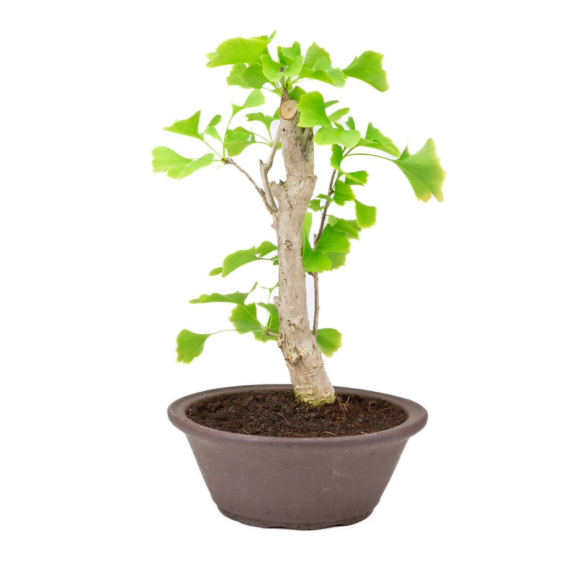 Ginkgo biloba in vaso rotondo marrone 25cm, altezza ~46cm