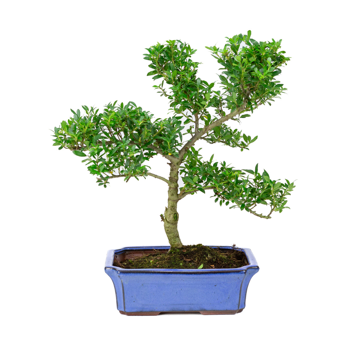 Buiten Bonsai Ilex crenata blauwe rechthoekige pot 20cm, hoogte ~36cm