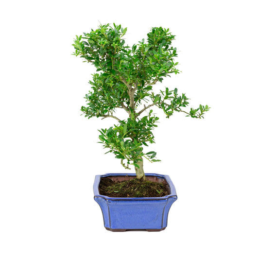Ilex crenata (agrifoglio giapponese) vaso blu 24 cm, altezza ~43 cm