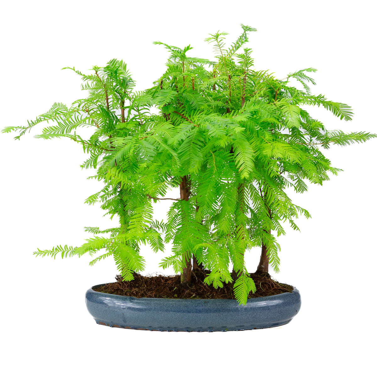 Metasequoia glyptostroboides groep 5 ovale pot 35cm, hoogte ~48cm