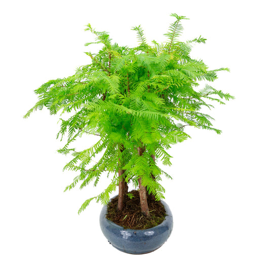 Metasequoia glyptostroboides gruppo 5 vaso ovale 35cm, altezza ~48cm