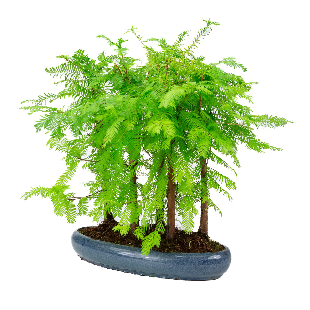Metasequoia glyptostroboides gruppo 5 vaso ovale 35cm, altezza ~48cm