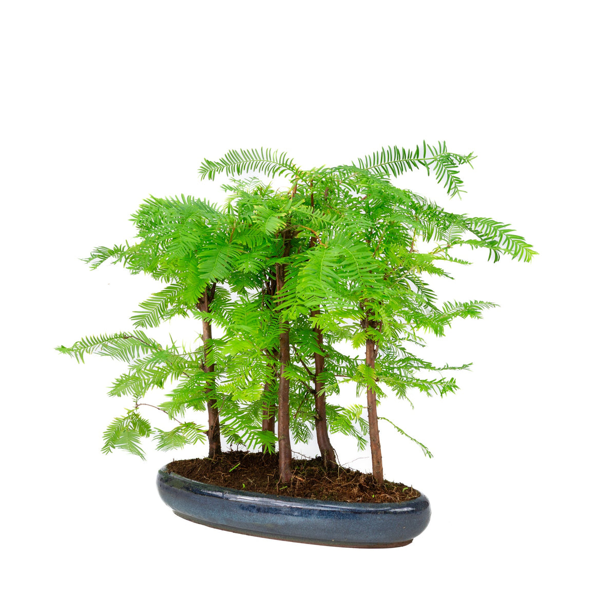 Gruppo di Metasequoia glyptostroboides, vaso ovale da 30 cm, altezza ~35 cm
