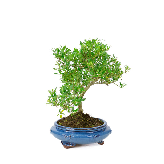 Ilex crenata (agrifoglio giapponese) vaso rotondo, altezza ~ 43 cm
