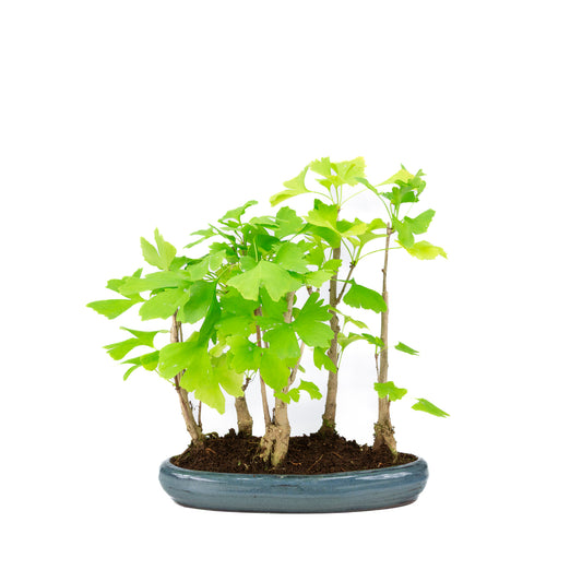 Buiten Bonsai Ginkgo biloba groep 5 ovale pot 29cm, hoogte ~35cm