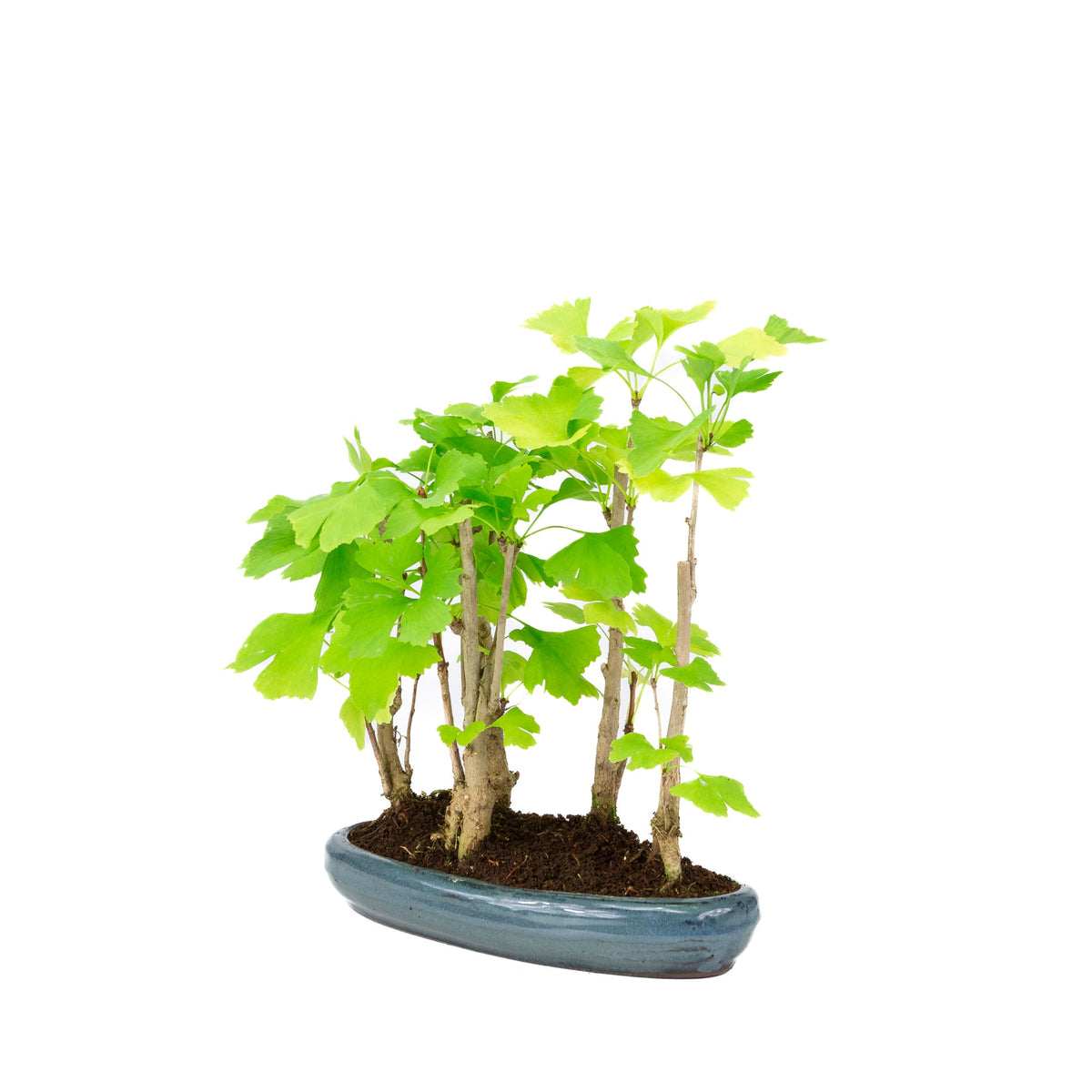 Ginkgo biloba gruppo 5 vaso ovale 29cm, altezza ~35cm