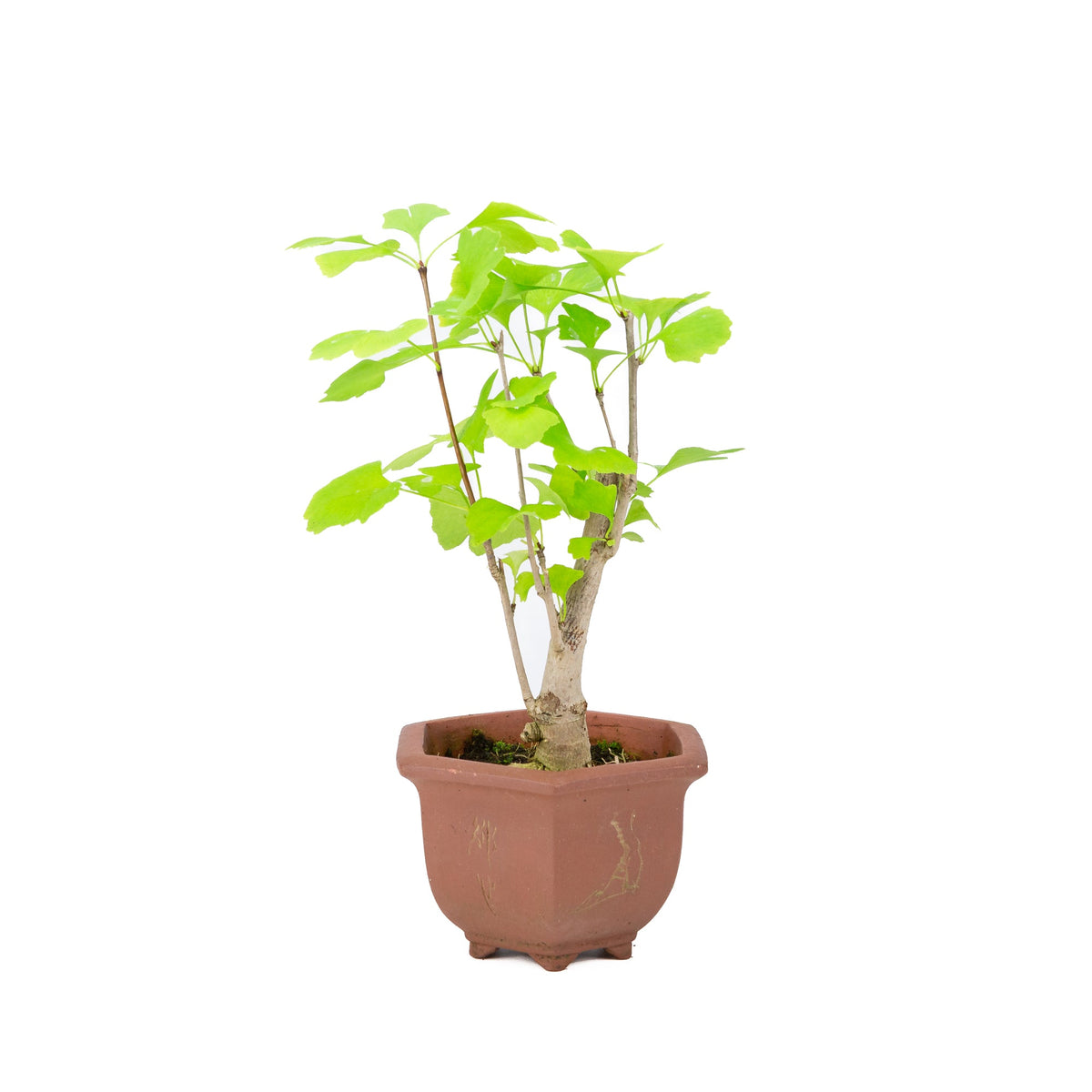 Ginkgo biloba vaso esagonale marrone 15cm, altezza ~32cm
