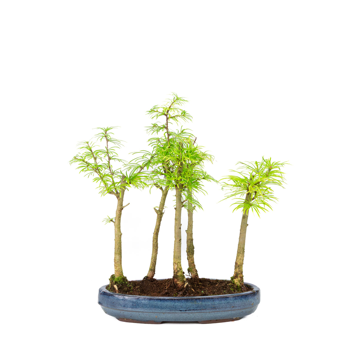 Buiten Bonsai Pseudolarix amabilis bos blauwe ovale pot 29cm
