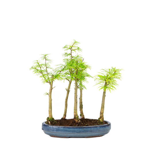 Buiten Bonsai Pseudolarix amabilis bos blauwe ovale pot 29cm