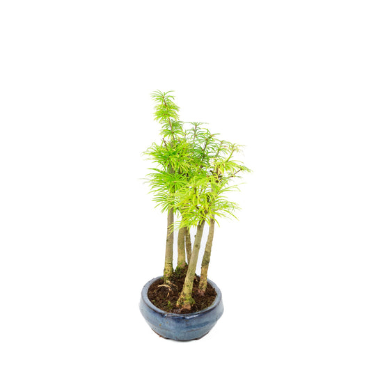 Bosco di Pseudolarix amabilis (larice dorato), altezza ~35cm